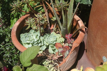 SUCCULENTS IN A BROKEN POT 
