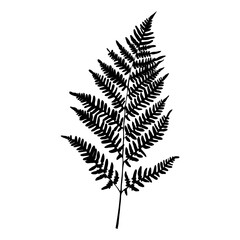 Fern leaf silhouette on white background. Vector Illustration