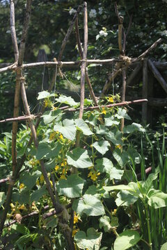 Yellow Leaves On A Fence, Bean Plants 