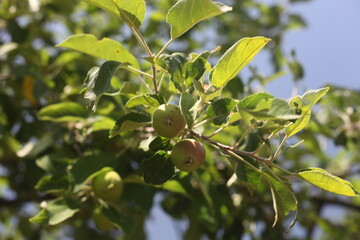 green apples on a branch