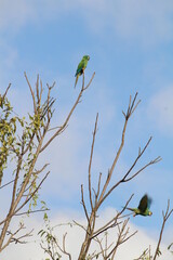 maracanã verdadeira - arara - maritaca - papagaio - aves - birds 
