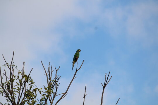 maracan&atilde; verdadeira - arara - maritaca - papagaio - aves - birds 