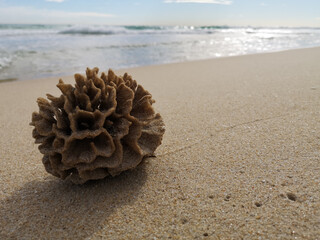Sponge washed up on a sandy shore