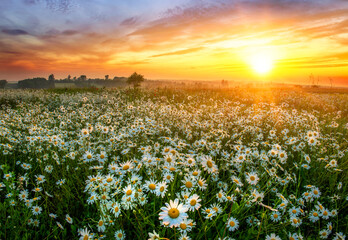 Beautiful summer sunrise over daisy field