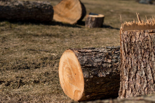 Cut Stumps And Logs Lying In A Residential Yard After Tree Cutting Service Awaiting Removal.