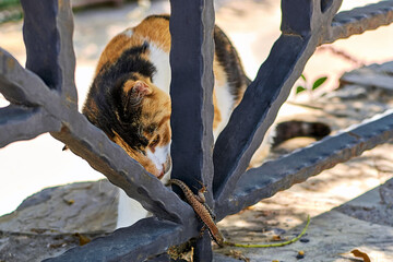 The cat is chasing its prey. A stray cat caught a lizard. Food chain in nature