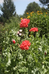 red flowers in the garden