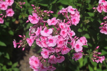 pink flowers in the garden