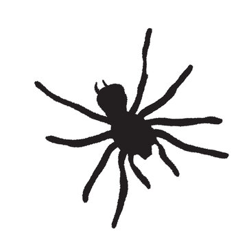Spider silhouette on a white background. Vector Illustration