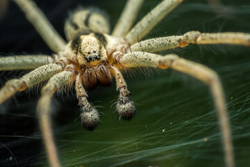 Labyrinth spider (Agelena labyrinthica), from the family of funnel spiders, sitting in a tunnel from its web, macro photography of a spider in a natural habitat, Kiev, Ukraine