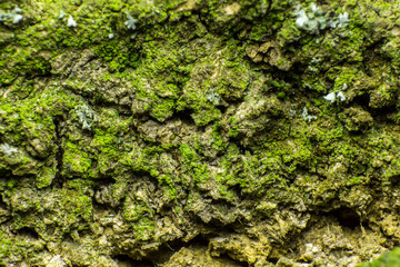 old tree bark texture covered with moss, closeup
