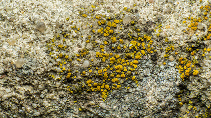 texture of a yellow lichen on a stone or an old concrete wall, micro-mushroom colony, macro photography