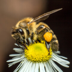 a bee collects nectar from a chamomile flower, closeup of a bee in the process of collecting nectar