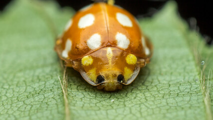 orange or yellow ladybug, Halyzia sedecimguttata, or orange ladybird, is a species of Coccinellidae (ladybirds) family, hiding or sleeping on a green leaf, in a natural habitat, Kiev, Ukraine