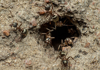 ants clean an ant hill, team work of meadow ants (Formica pratensis) on cleaning and protecting an ant hill, macro photo of insect life, concept of collective labor efficiency