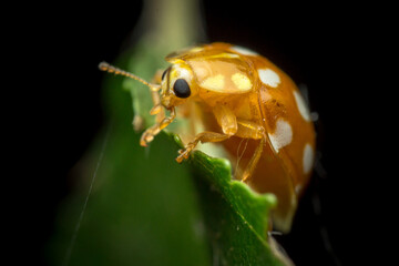 orange or yellow ladybug, Halyzia sedecimguttata, or orange ladybird, is a species of Coccinellidae (ladybirds) family, on the edge of a green leaf and looks, in a natural habitat, Kiev, Ukraine