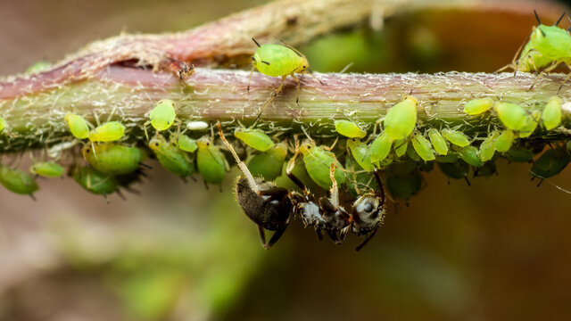 ants caring for aphids, symbiosis of insects in their natural habitat, farm relations between ants and aphids