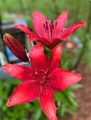 Closeup of red Asiatic lilies growing in a garden after a rain storm