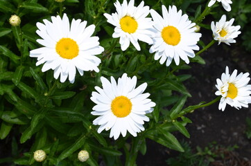 Fototapeta premium Several camomile flowers on a background of greenery.