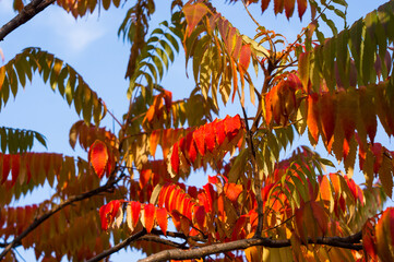 Autumn red and yellow colors of the Rhus typhina, Staghorn sumac, Anacardiaceae, leaves of sumac on blue sky.