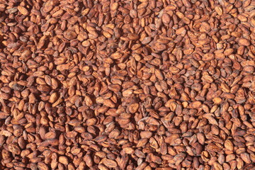buckwheat groats background