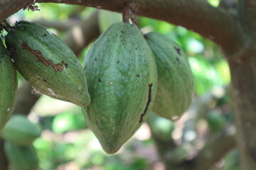 green apples on tree