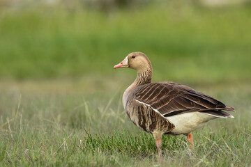 Naklejka na ściany i meble A Greater White-fronted Goose walks through a marsh on the Alaskan coastline