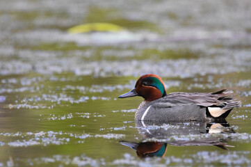 A drake Green-winged Teal swims along a shoreline in Alaska.