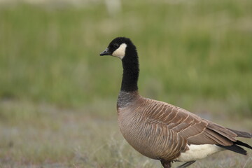 A Cackling Goose rests in a marsh on the Alaskan coastline during spring migration.
