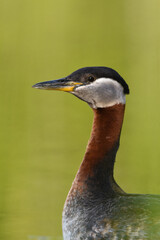 A Red-necked Grebe swims on a pond in Alaska.