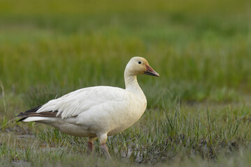 Naklejka na ściany i meble A Snow Goose walks through a marsh on Alaska's coastline.