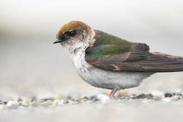 A Violet-green Swallow perches on the ground during a rainy day in Alaska.