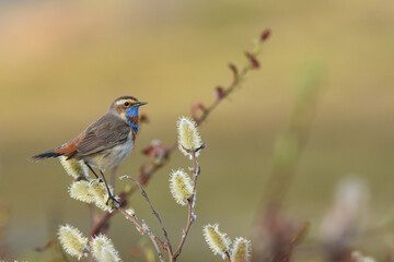 A male Bluethroat sings from a shrub on Alaska's North Slope.
