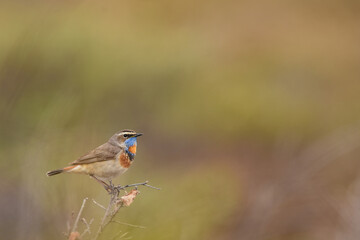 A male Bluethroat sings from a shrub on Alaska's North Slope.