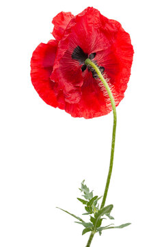 Red flower of poppy, lat. Papaver, isolated on white background