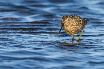 A Stilt Sandpiper feeds in a pond on the Alaskan tundra.