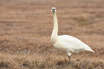 A Tundra Swan walks across the tundra of Alaska's North Slope.