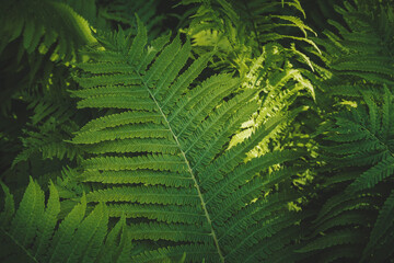 Full frame Tropical Matteuccia struthiopteris toned dark