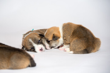 生まれたばかりのコーギーの赤ちゃん