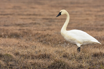 A Tundra Swan walks across the tundra of Alaska's North Slope.