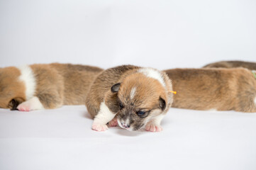 生まれたばかりのコーギーの赤ちゃん