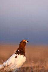 A Willow Ptarmigan on the Alaskan Tundra.