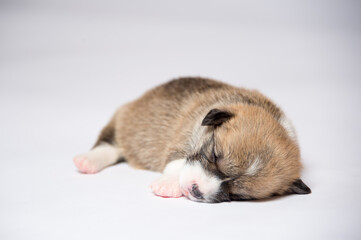 生まれたばかりのコーギーの赤ちゃん