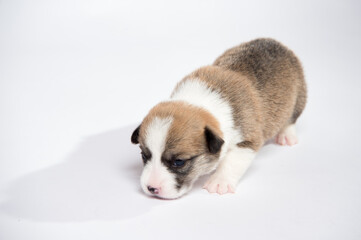 生まれたばかりのコーギーの赤ちゃん