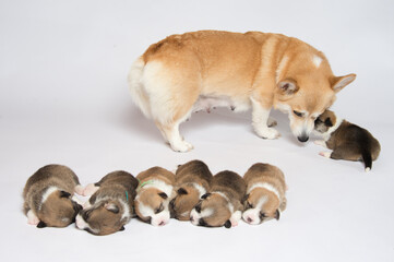 生まれたばかりのコーギーの赤ちゃん