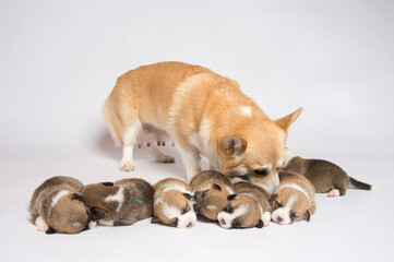 生まれたばかりのコーギーの赤ちゃん