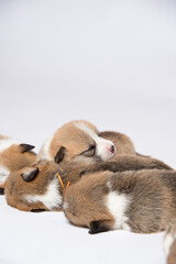 生まれたばかりのコーギーの赤ちゃん