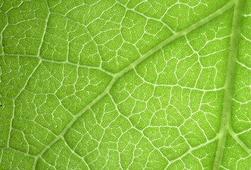 Macro of green leaf background.