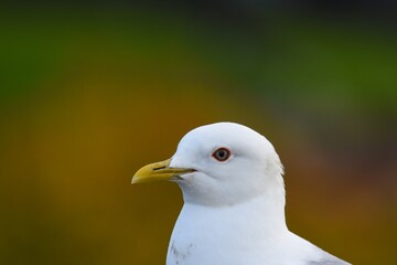 A closeup of a Mew Gull in Alaska during the summertime.