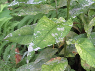 Closeup of powdery mildew fungal disease on the leaves of a peony plant 